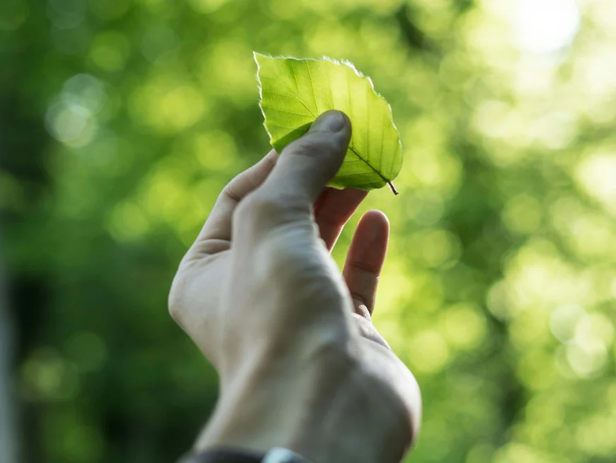 Hand holding a green leaf against a blurred forest background