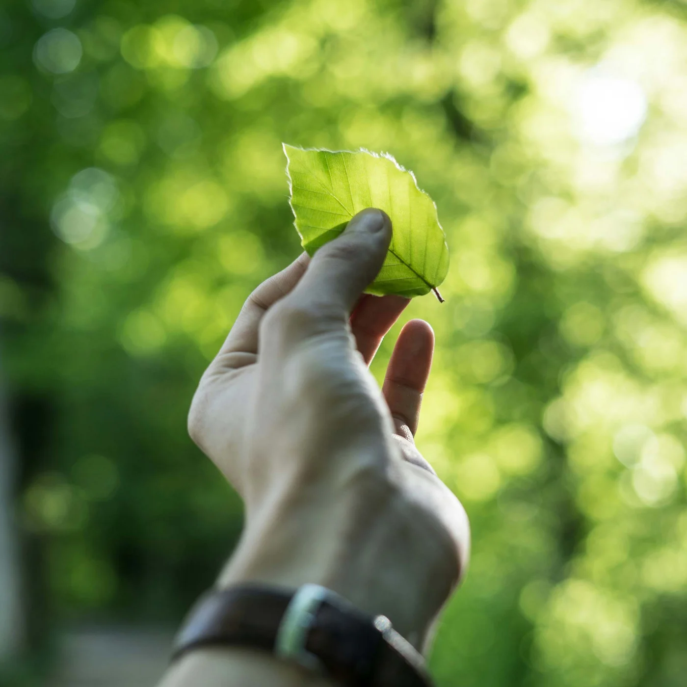 Hand holding a green leaf against a blurred forest background