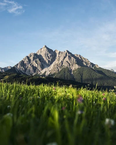 Hotel Alphof | your basecamp for walking holidays in Austria Mountain peak with forested slopes and a flowering meadow in the foreground